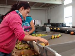 Campa indicó que la meta del sexenio era crear 4 millones de empleos formales en el país. EL INFORMADOR / ARCHIVO