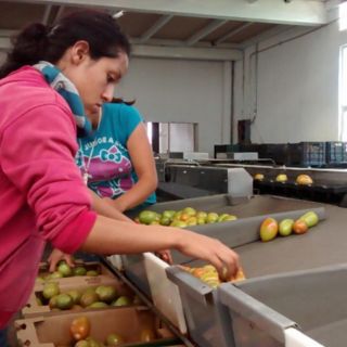 Gobierno de EPN generó cuatro millones 200 mil empleos: Campa Cifrián