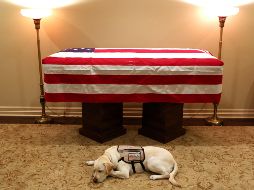 El perro estaba en Houston, Texas, para acompañar el ataúd de su amo a bordo del avión presidencial, Air Force One. EFE /