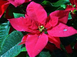 El cultivo de esa planta prehispánica es toda una tradición en los jardines mexicanos, y actualmente es la flor en maceta más vendida en muchos países. EL INFORMADOR / ARCHIVO