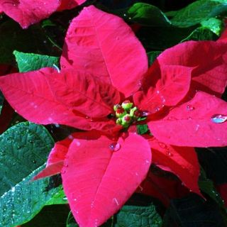 Este sábado es Día Nacional de la flor de Nochebuena