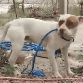 Sacrifican a perro que atacó a bebé en Oaxaca