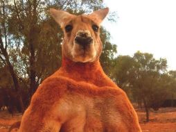 “Roger” se hizo famoso en redes sociales luego de que unas fotografías del musculoso marsupial se hicieron virales. EFE/ The Kangaroo Sanctuary