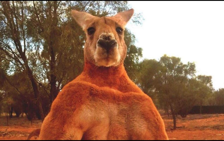 “Roger” se hizo famoso en redes sociales luego de que unas fotografías del musculoso marsupial se hicieron virales. EFE/ The Kangaroo Sanctuary