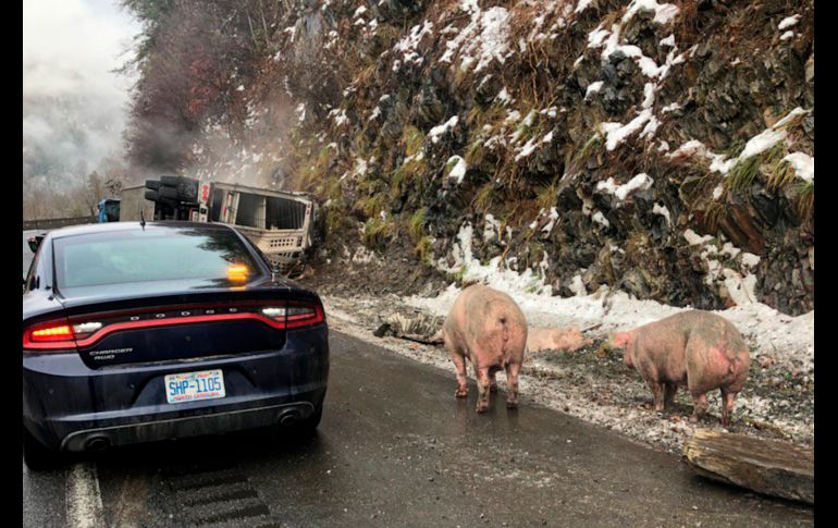 Cerdos deambulan por una autopista en Haywood County, Carolina del Norte, tras un choque. AP/North Carolina Department of Transportation