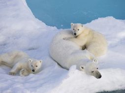 Indican que esto no significa que el oso polar esté en peligro, pues han estado así desde la década de 1980. EFE / ARCHIVO