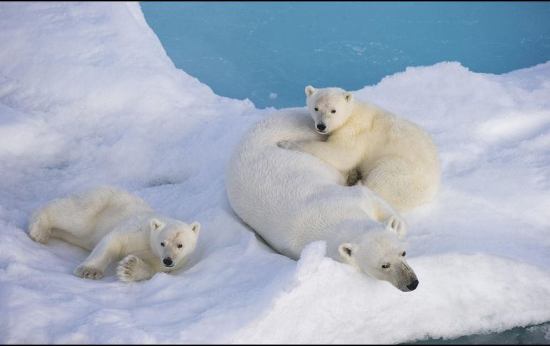 Indican que esto no significa que el oso polar esté en peligro, pues han estado así desde la década de 1980. EFE / ARCHIVO