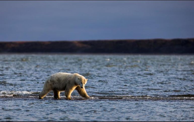 Este es el segundo Ártico más caliente del que se tiene registro, según el boletín anual de la Oficina Nacional de Administración Oceánica y Atmosférica. EFE / ARCHIVO