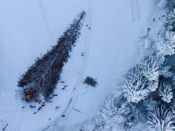 Fotogalería: Talan el pino más alto de Suiza