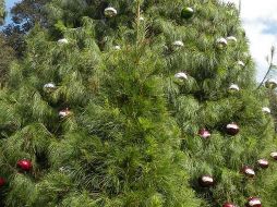 La Profepa impide el ingreso de plagas que, al no estar distribuidas de manera natural en la nación, podrían convertirse en un problema ecológico y económico. NTX /