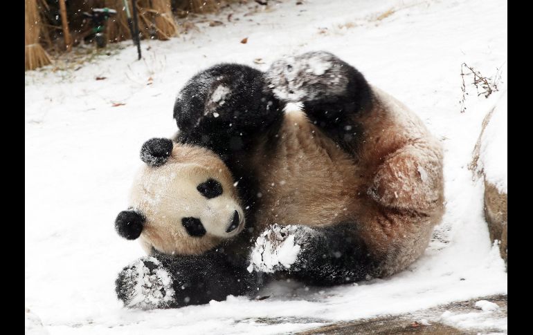 La osa panda Aibao juega en la nieve en el zoológico de Everland en Yongin, Corea del Sur. EFE/ Yonhap