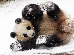 El mundo en imágenes del 13 de diciembre de 2018