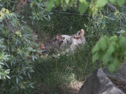 Actualmente, 114 ejemplares viven en Arizona, Nuevo México, Texas y el norte de México. NTX/ARCHIVO