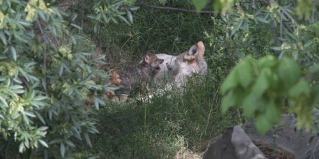 El 2018, a&ntilde;o m&aacute;s mortal para el lobo gris mexicano