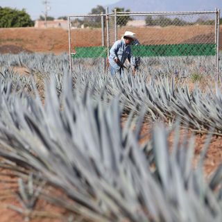Prevén producir 35 mil 500 litros de tequila por hora para 2019