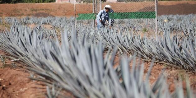 Prev&eacute;n producir 35 mil 500 litros de tequila por hora para 2019