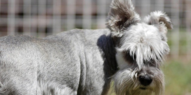 Ba&ntilde;ar a perros durante el invierno afecta su salud