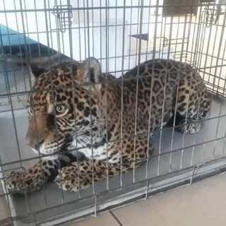 Bomberos en Chihuahua capturan a jaguar "callejero"