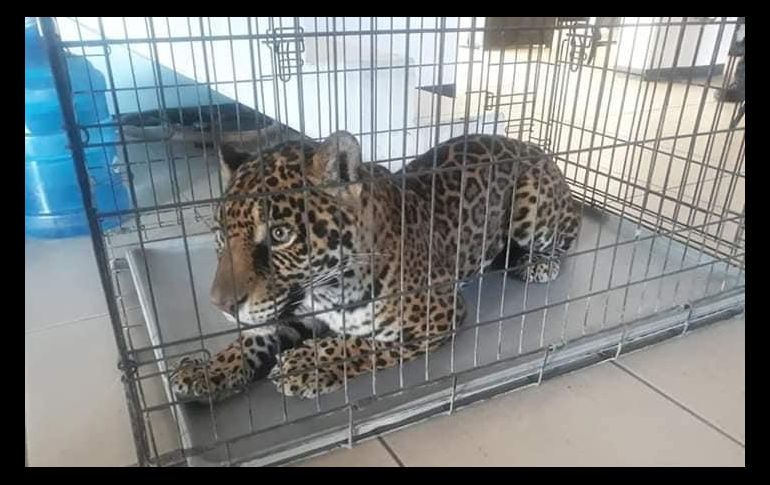 Los dueños del jaguar tendrán que comprobar su legal pertenencia. ESPECIAL