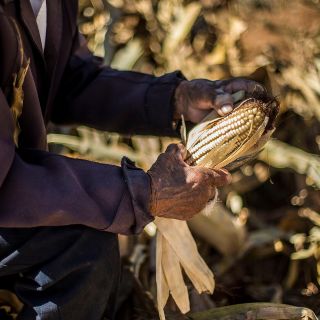 El maíz, gran invento mexicano para la alimentación del mundo