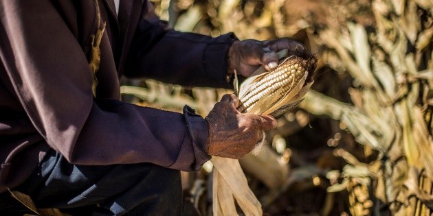 El ma&iacute;z, gran invento mexicano para la alimentaci&oacute;n del mundo