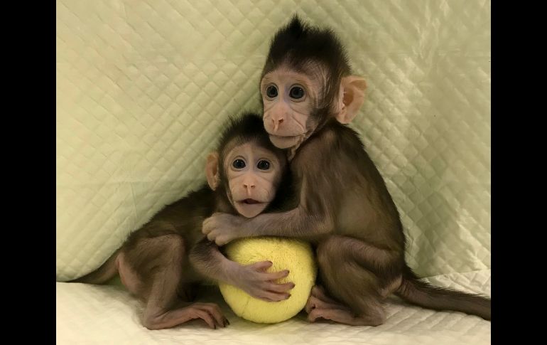 Los macacos de cola larga clonados, llamados Zhong Zhong y Hua Hua, se ven en una imagen difundida el 24 de enero. Un equipo de científicos chinos reveló que clonó a dos primates genéticamente idénticos por primera vez con el mismo método que se usó para crear a la oveja Dolly en 1996.