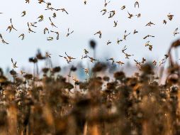 El mundo en imágenes del 20 de diciembre de 2018