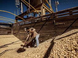Las actividades relacionadas con la producción agropecuaria cayeron 2.9 por ciento en el décimo mes del año respeto al mes inmediato anterior. EL INFORMADOR / ARCHIVO
