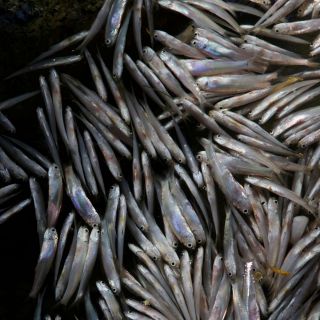 El mundo en imágenes del 21 de diciembre de 2018