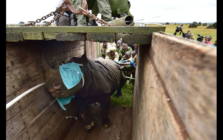 Guardabosques y veterinarios del Servicio de Conservación de la Fauna de Kenia colocan un rinoceronte negro hembra en una jaula para su traslado, durante unas maniobras en el Parque Nacional de Nairobi, Kenia, el 26 de junio. AFP/T. Karumba