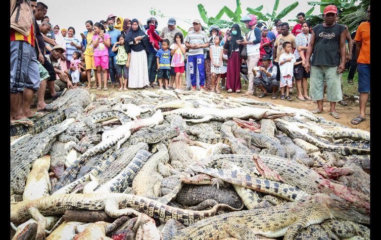 Residentes observan una montaña de cadáveres de cocodrilos en una granja de cría en Sorong, Indonesia, el 14 de julio. Habitantes mataron a centenares de cocodrilos después de que un vecino muriese tras ser atacado por uno de estos animales. EFE