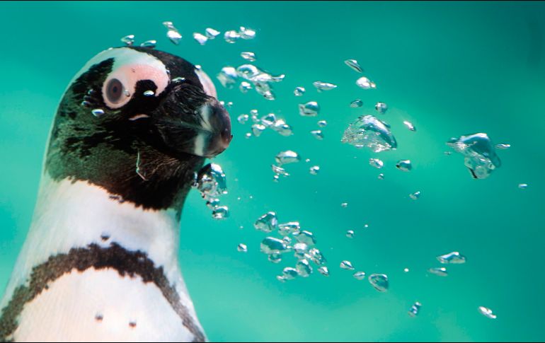 Un pingüino se ve en el día de apertura de una nueva área para estos animales en el Bioparco de Roma, Italia. AFP/T. Fabi