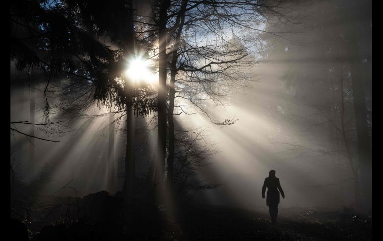 El Sol brilla a través de los árboles en la región de Taunus, Alemania. AFP/DPA/F. Rumpenhorst