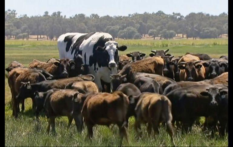 La res apodada ''Knickers'' (c) pasta en una granja en Lake Preston, Australia, el 15 de noviembre. El animal se popularizó en redes sociales por su gran tamaño. Pertenece al tipo Holstein, mide 1.94 metros y pesa 1.4 toneladas. AP/Channel 7