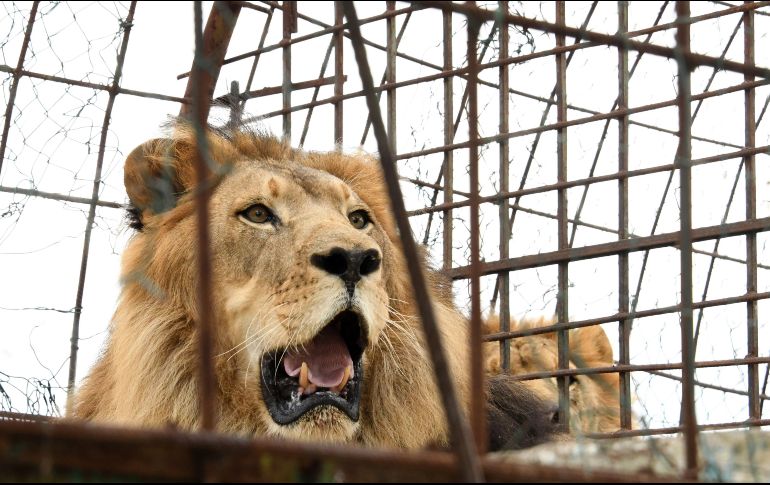 No es claro cómo logró salir el león del área que se suponía estaba cerrada. El centro informa que mató al león para que empleados del condado pudieran recuperar el cuerpo de Black. AFP / ARCHIVO