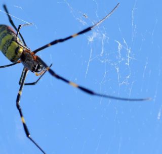 Miedo A Las Aranas Viajar En Avion E Inyecciones Fobias Mas