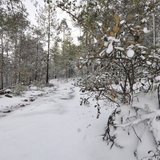 Fotogalería: Nieve cubre zonas de Durango y Sonora