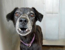 Al perrito se le están practicando exámenes para detectar la posible presencia de parásitos. Será alojado en el centro por unos días y luego ofrecido en adopción. AP / ARCHIVO