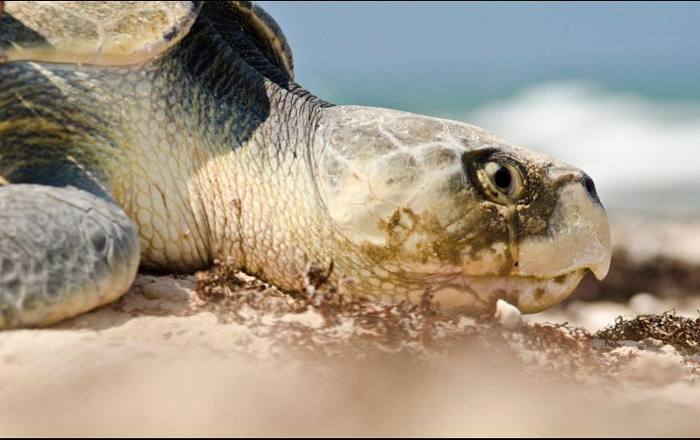 La tortuga lora se encuentra en la lista roja de animales amenazados, publicada por la Unión Internacional para la Conservación de la Naturaleza (UICN).  NTX / ARCHIVO