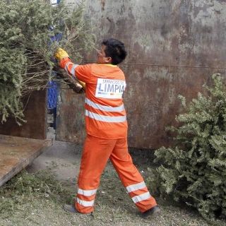 Recolectarán árboles de Navidad para reciclarlos en Tlajomulco