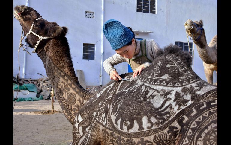 La estilista japonesa Megumi Takeichi crea diseños en el pelo de un camello, previo al festival de camellos en Bikaner, India. AFP/D. Gupta