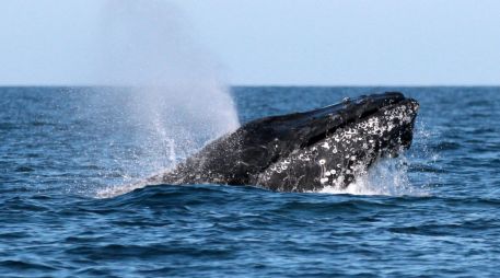 Japón dio a conocer en diciembre que se iba a retirar de la Comisión Ballenera Internacional y a reanudar la captura comercial de ballenas en julio. NTX / ARCHIVO