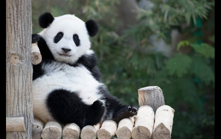 Una panda se ve en un festejo por su primer cumpleños en el zoológico nacional en  Kuala Lumpur, Malasia. AP/V. Thian