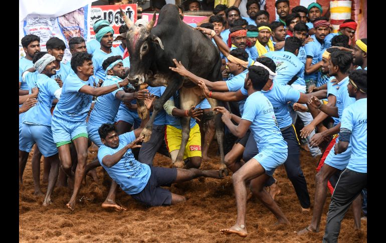 Participantes en un festival intentan controlar un toro en la población de Palamedu, India. Decenas de jóvenes resultaron heridos en el primer día del llamado 