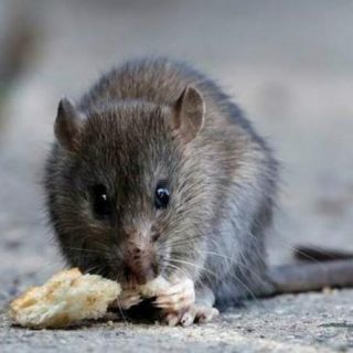 Mueren 12 personas por hantavirus en Argentina
