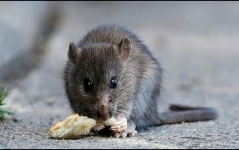 El hantavirus es una enfermedad viral aguda grave es causada por el virus Hanta transmitida por los ratones silvestres que ataca los pulmones del ser humano. TWITTER / @msalnacion
