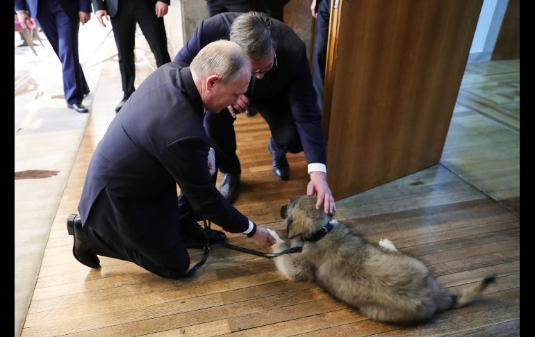 El presidente serbio Aleksandar Vucic le regala un perro al presidente ruso Vladimir Putin en Belgrado. AFP/Sputnik/M. Klimentyev