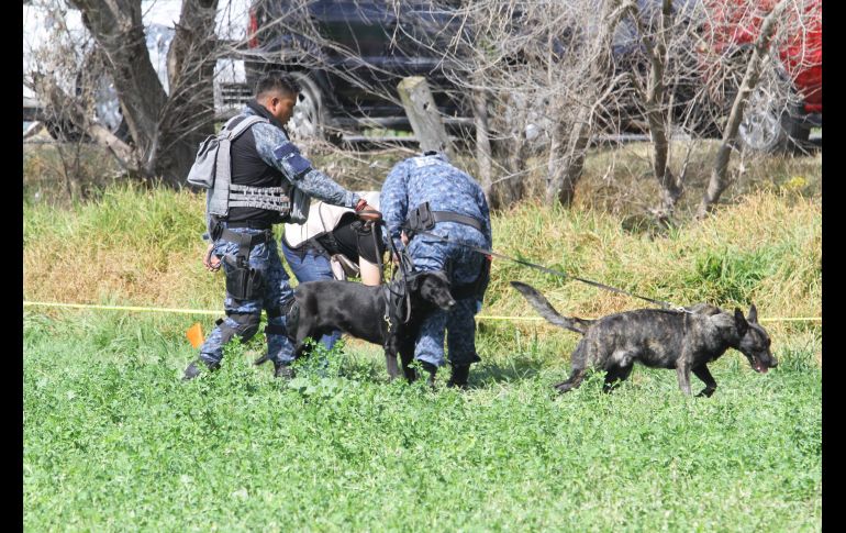 Policías estatales con perros entrenados buscan en el perímetro resguardado por las autoridades. NTX / G. Granados
