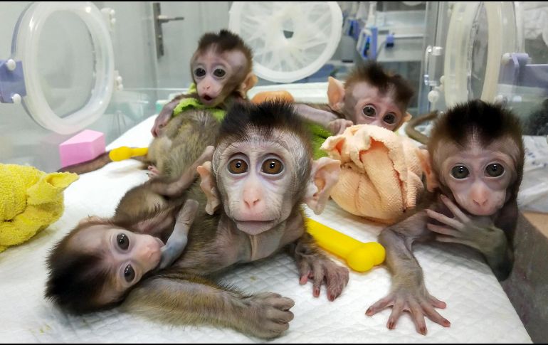 Los cinco macacos clonados se observan en un instituto de investigación en Shanghai en noviembre pasado. AFP/CNS/Instituto de neurociencias de la Academia de ciencias chinas