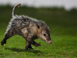 La aparición del animal causó comentarios burlones en redes sociales. MEXSPORT/C. Milanes